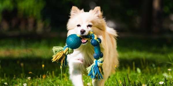 Pet shops